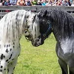 Hochalmbahnen 16w1, Alpenaster, Nahe Gondel