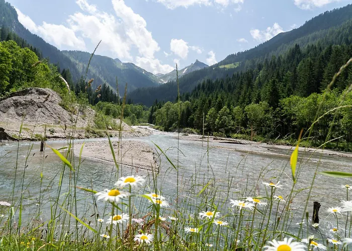 Hochalmbahnen 16w1, Alpenaster, Nahe Gondel * Rauris